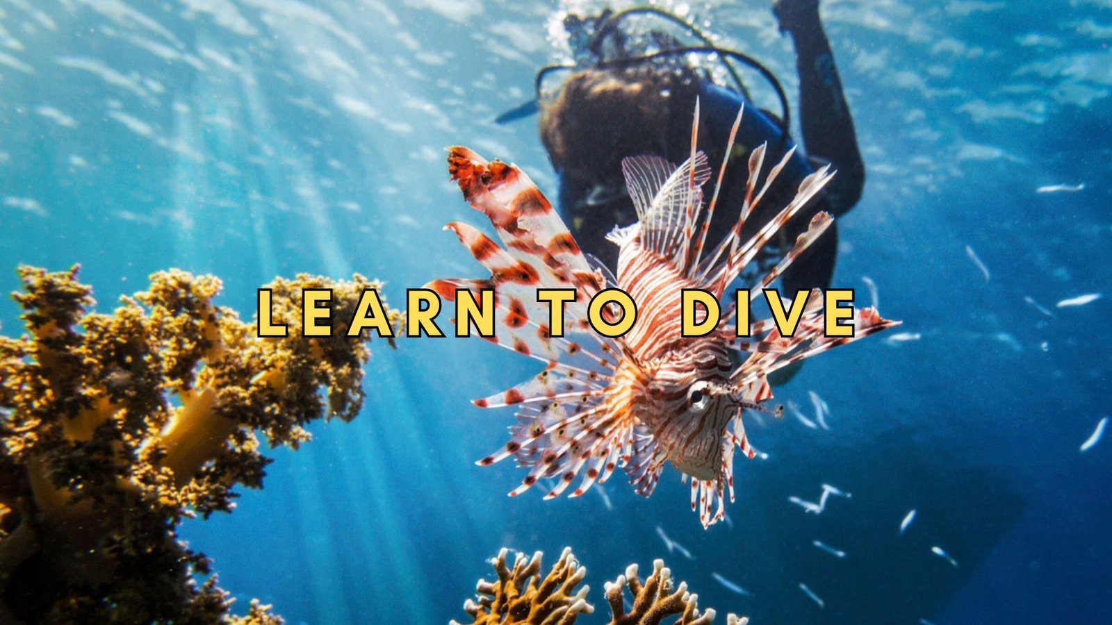 Learn to Dive Learn to Dive