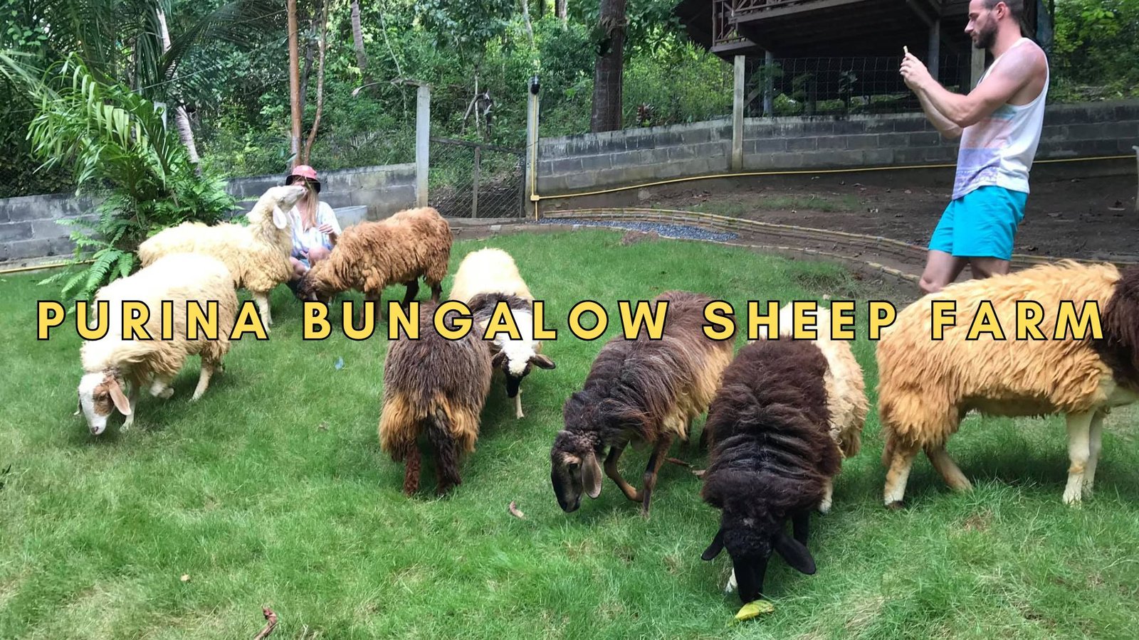 Purina Bungalow Sheep Farm Purina Bungalow Sheep Farm